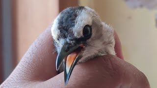 PERKEMBANGAN BURUNG TRUCUKAN OMNYOKAN RAWATAN 8 HARI, RAWATAN ORANG SIBUK KERJA 👍