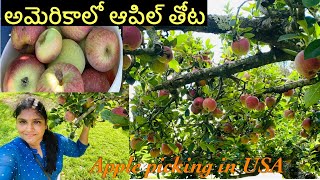 అమెరికాలో ఆపిల్ తోట||Apple picking in USA||Telugu Vlogs from USA