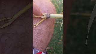 VARA DE BAMBU JARDIM COMO NAO QUEBRAR NA HORA DO PREPARO. #shorts