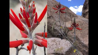 Texas Canyon Nature Research with Botanist Lyn Loveless, PhD