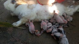 Rabbit mom Breastfeeding baby. Short | bunny cute. baby rabbits breastfeeding. pets animals