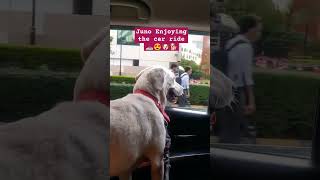 Juno Car Ride in Bangalore 🐶🐕😍🚗 #shortvideo #youtube #juno #labrador #doglovers #shortvideo #shorts