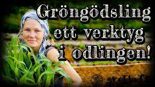 Hur vi planterar majs och använder gröngödsling