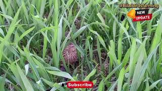 BATAIR ka shikar || Es awaz si shikar hi shikar || Quail sounds for batair hunting