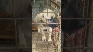 🟪🟨🟦🟥🟧🟢Boerboel puppy inside its kennel #dogshorts #boerboelpuppies