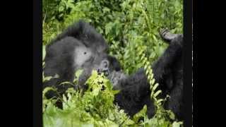 Tracking Mountain Gorillas of Bwindi, Uganda on Safari with GeoEx