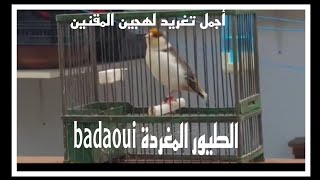 تغريد نار 💥💥💥💥لهجين الحسون صوت وصورة للصديق حسن من مجموعة الحسون الويداني