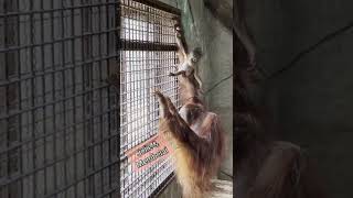 Orangután Bebé, aprende a trepar, familia al completo en Río Safari Elche #shorts #animales