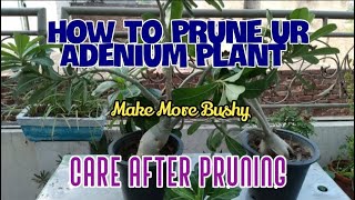 Adenium Pruning | adenium More Branches | Adenium care After Pruning | Urdu/Hindi