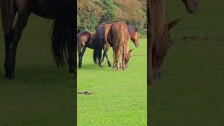 Adorable Family of Horses Walking in the New Forest