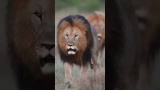 Lion #shorts #viral #trending