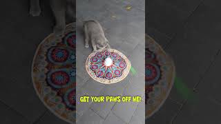 cat toy 4 in 1  get your paws off me   rock