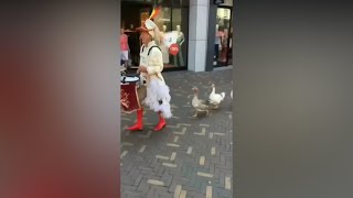 Funny Ducks Marching 😍🦆🦆