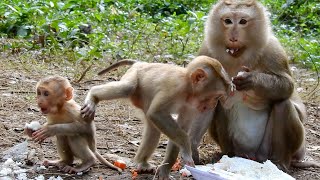 Most adorable...! little monkey Amanda and Bruno join breakfast with other member.  Ashley love them