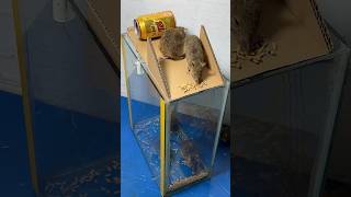 Best mouse trap idea//good rat trap at home #rat #rattrap #mousetrap #shorts