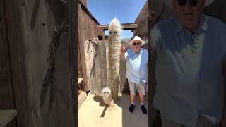 One Minute Tours: Yucca Valley, CA. Pioneer town 1