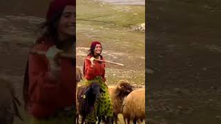 A nomadic girl shepherds, nomad life Iran #shorts