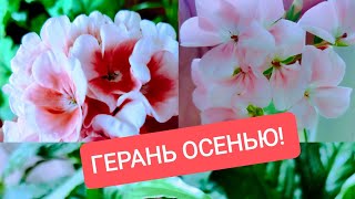 Дожди заливают! Цветы домашние. Женское счастье цветет! Уход за Геранью!