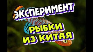 АКВАРИУМНЫЕ РЫБКИ ИЗ КИТАЯ С ALIEXPRESS. НАШ ЭКСПЕРИМЕНТ. ЧТО ИЗ ЭТОГО ПОЛУЧИЛОСЬ?