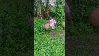 Village traditional fish hunting during monsoon... #shorts  #fishing #trending