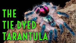 TINY "Tie Dyed" Tarantulas & MASSIVE Roaches