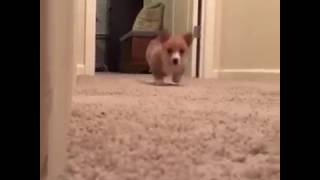 Corgi puppy playing with cat funny