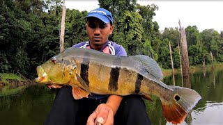 Kayak Fishing for Peacock bass (Cichla Temensis) - Camping and Cooking