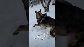 these 2 German Shepherds love the snow ❄️❄️ #gsd #gsdlove