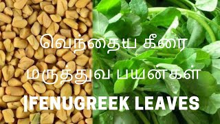 Vendhaya Keerai Benefits in Tamil|Fenugreek Leaves Benefits |வெந்தைய கீரை