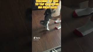 MY TOY POODLE LEARNING TO WALK BACKWARDS LIKE A HUMAN!! #dogshorts #funny #puppy #dance #memes