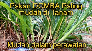 rumput odot super, pakan domba paling mudah di tanam hasil berlimpah | domba sehat 1