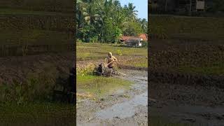 traktor sawah  impala membajak lumpur#shorts  #mesintraktor