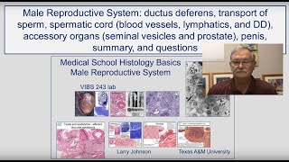 Male Reproduction-Ductus Deferens, Spermatic Cord, Penis, Summary, and Questions