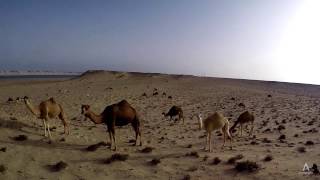 Dakhla Kiting 2017