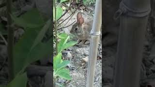 rabbit on it's smoke break