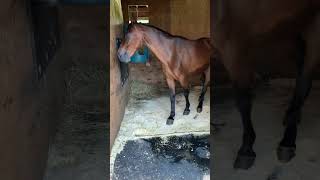 What Breed Do Y’all Think This Mare is? About 10 years old and Gaited.