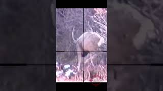 High Mountain Hiding Muley