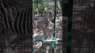 zebra #zebra #captivity #zoo