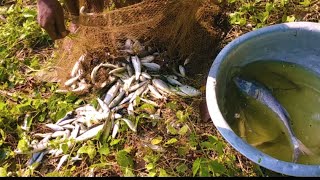 Unbelievable Net Fishing | Catch Lot's of Fish in Pond with Cast Net | Most Satisfying video