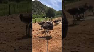 Ostrich farming vi #ostrich #ostrichfarming #ostrichegg #ostrichbird #shorts #shortsvideo #trending