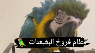 طريقه فطام فروخ البغبغنات 🦜