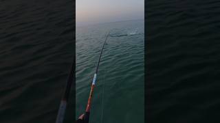 Happy Fishing #shorts #fishing #shortvideo #fish #ofw