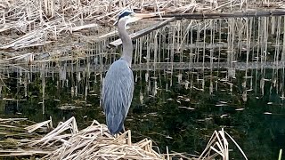 Great Blue Heron / Большая Голубая Цапля