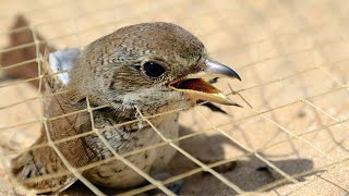 Easy Way to Bird trap from natural garden