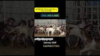 ஒரிஜினல் கொடிஆடு குட்டிகள் விற்பனைக்கு டெலிவரி வசதிகள் உள்ளது 9361547806 #forsale #goatfarm