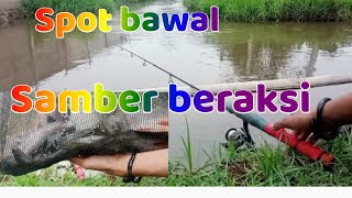 Spot bawal mancing ikan liar si samber beraksi