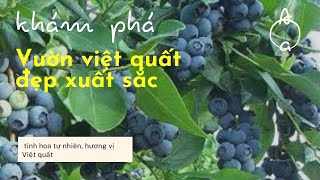 Khám phá Vườn Việt quất (blueberry) sai trĩu quả, đẹp xuất sắc|| Cuộc sống Úc