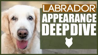 LABRADOR APPERANCE DEEPDIVE