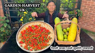 Garden Harvest UK | Gardening Vlog| Akabare | Dalle Khursani | Nepali Family UK | Nepali Garden UK