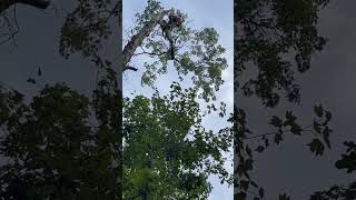 Danny dropping bombs #awesome #oak #treelife #trees #oaktree #nature #treeclimber #tree